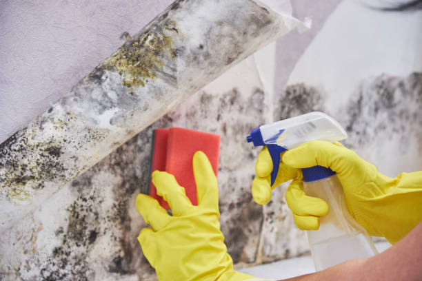 Best Comprehensive Air Testing for Mold Contaminants  in Bayville, NY